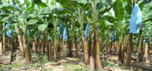 Banana Farming