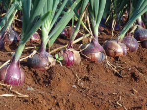 Onion Cultivation