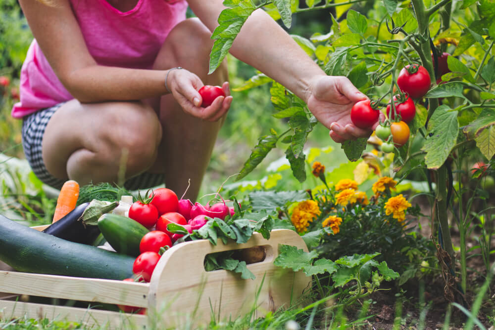 Kitchen Garden