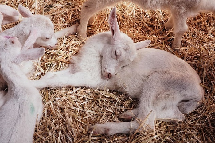 Goat Farming