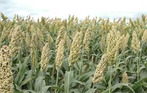 Integrated Nutrient Management in Sorghum