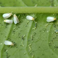 Aphids