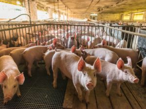 Pig Farming