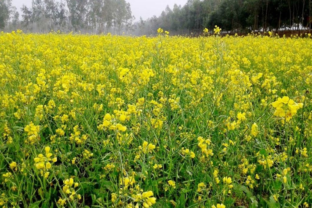 Mustard Cultivation