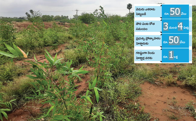 Bamboo Farmer Success Story