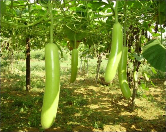 Bottlegourd Varieties