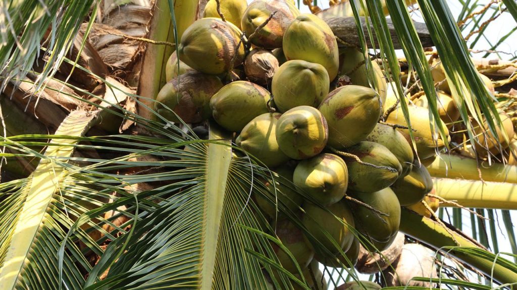 Coconut Cultivation