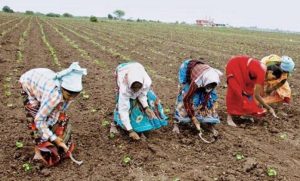 Cotton Sowing Time