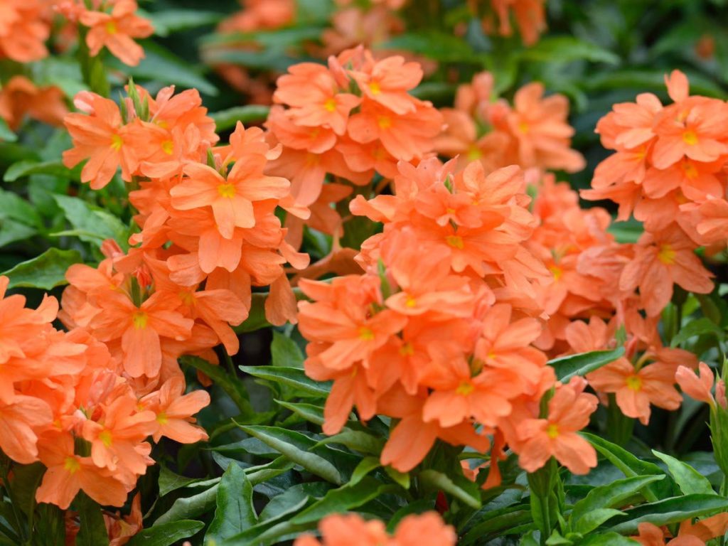 Crossandra Harvesting