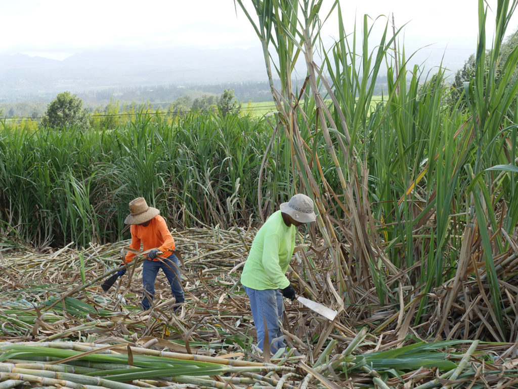 Detrashing Importance in Sugarcane