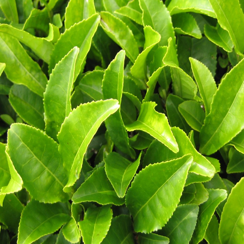 Green Tea Leaves