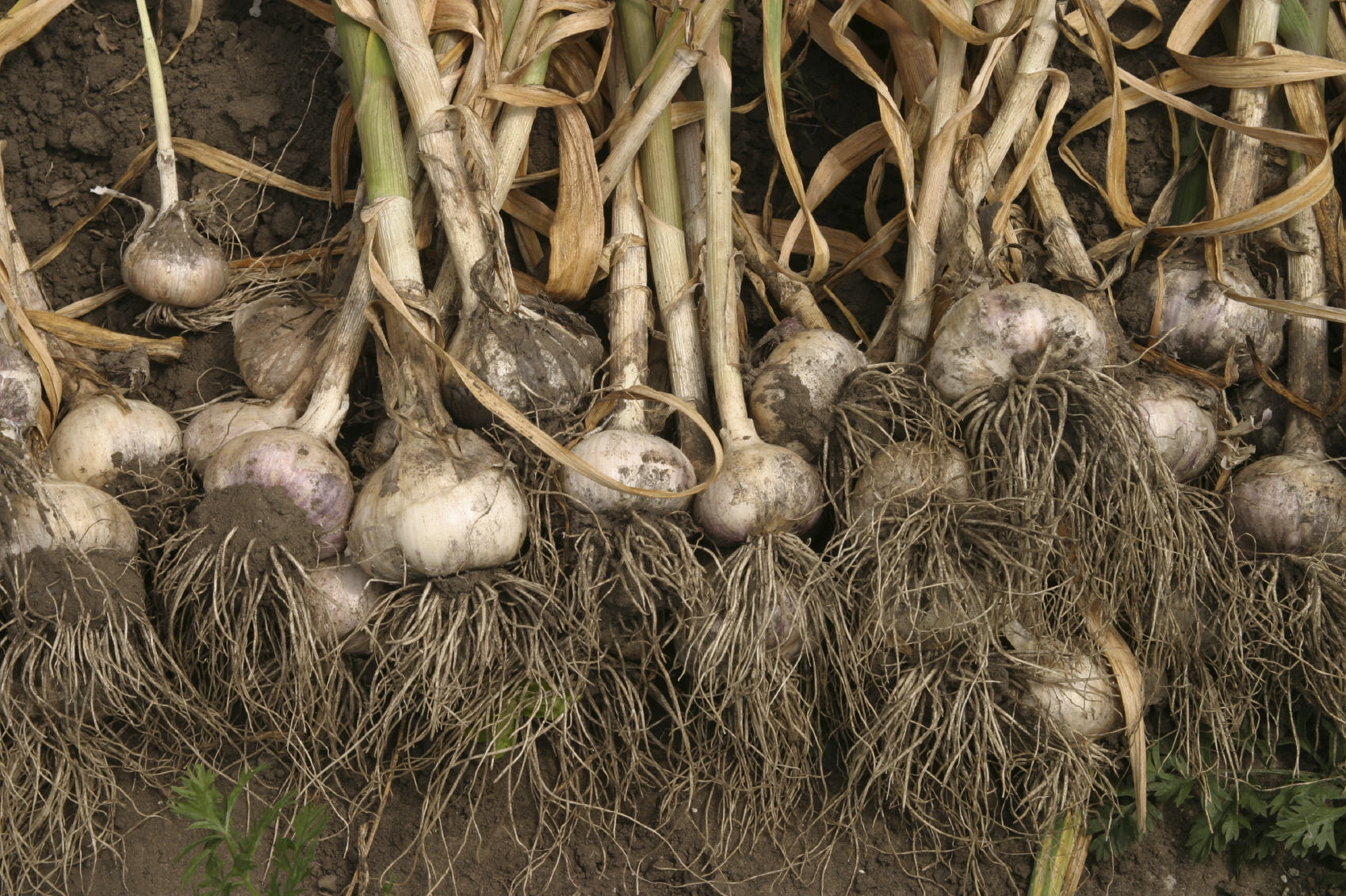 Garlic Harvesting