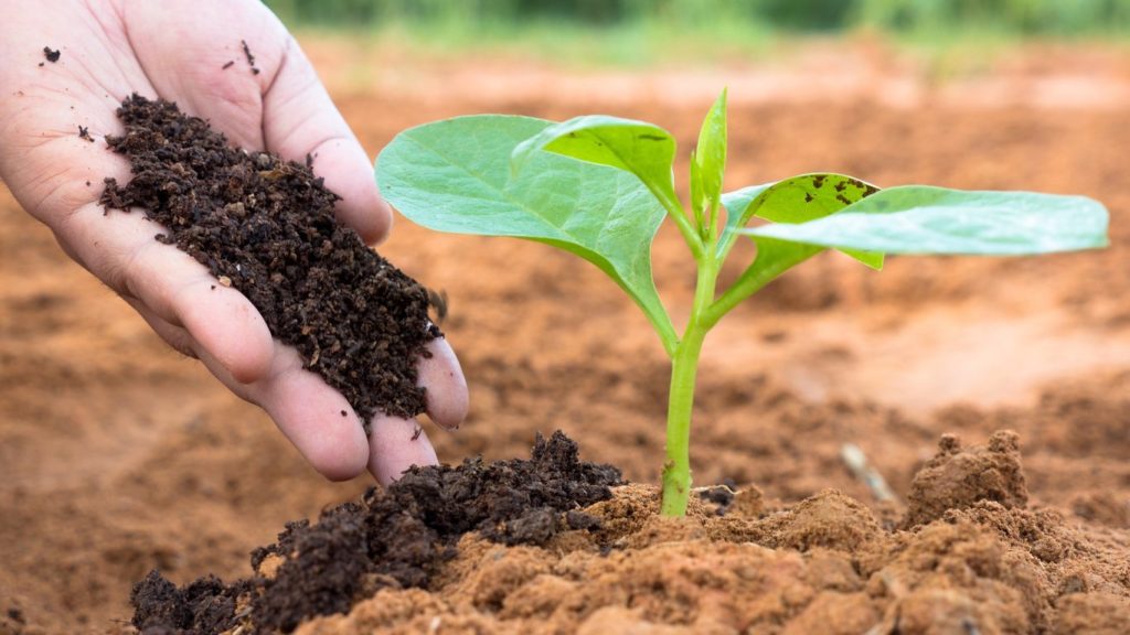 Humus Importance in Soil