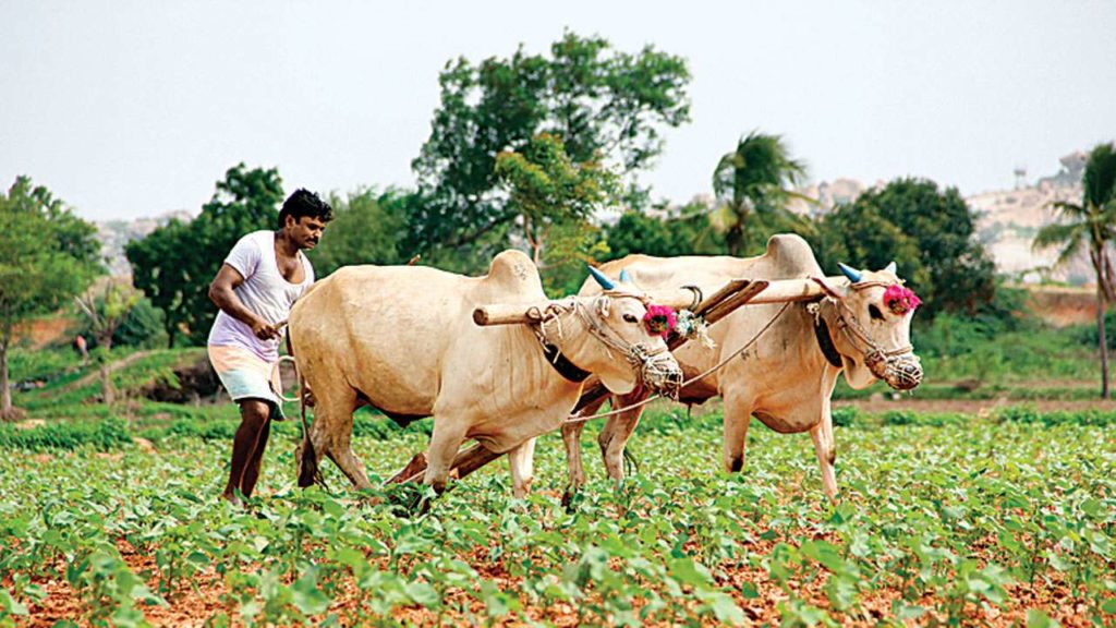 Innocent Farmers 