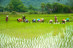  Innocent farmers who are losing out to unethical politics