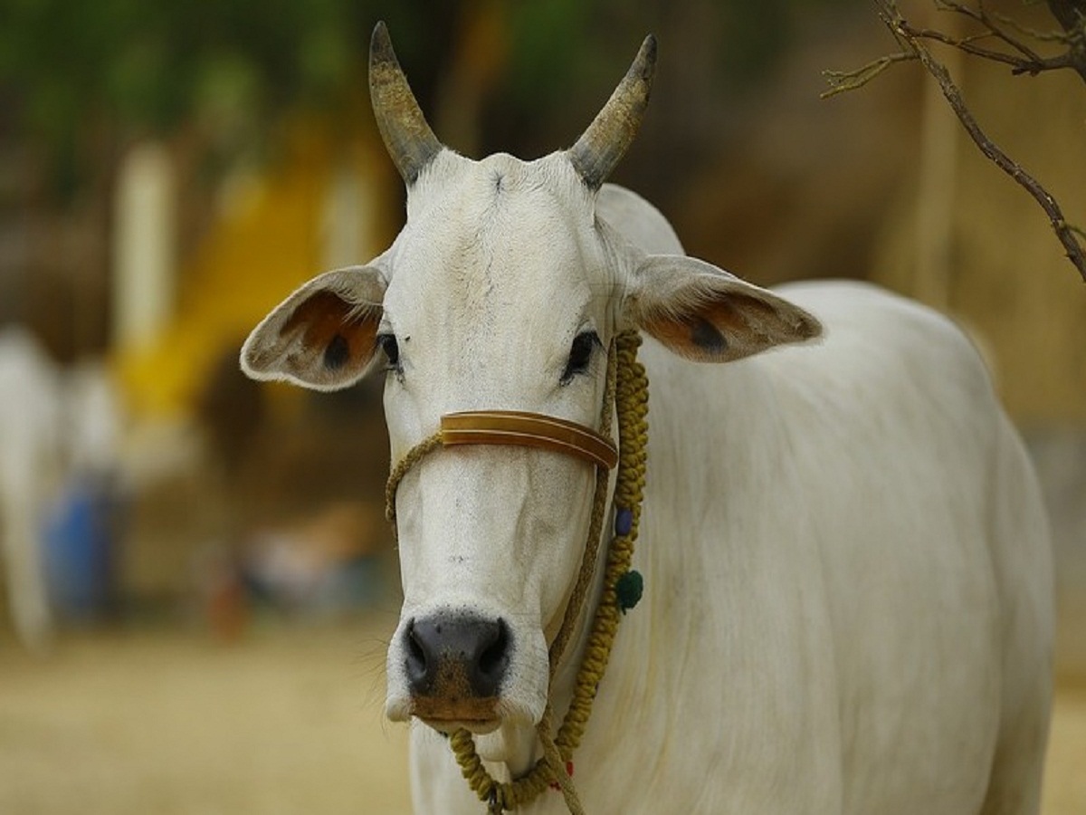Interesting facts about Cow