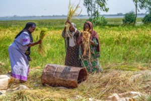 Niger Harvesting