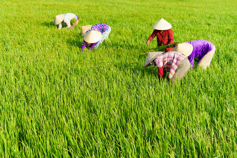 Paddy Main Field Management