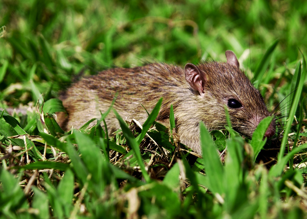 Rodents Management in Agriculture