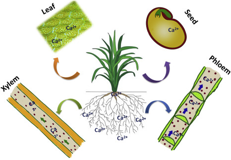 Role of Calcium in Plants