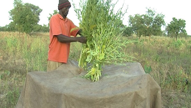 Sesame Harvesting