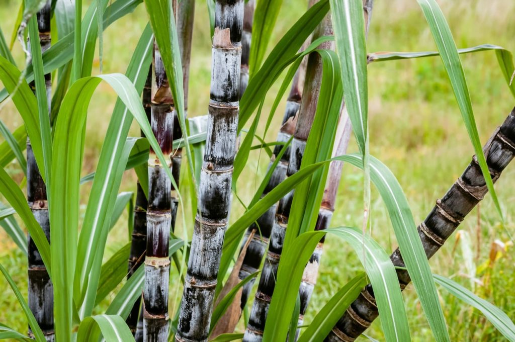 Sugarcane