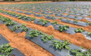 Watermelon Crop Fields