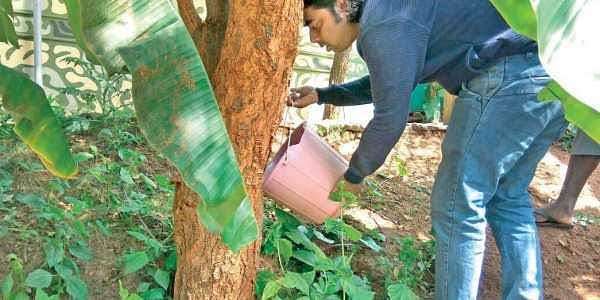 Homeopathy Treatment For Neem Trees
