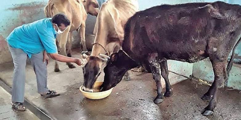 Subabul Biscuits for Cattle