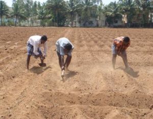 Soil Preparation for Sesame Cultivation