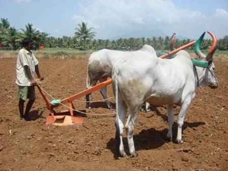 Cotton Cultivation