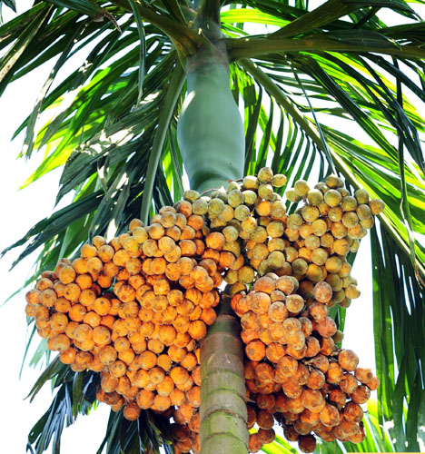 Areca Nut Cultivation