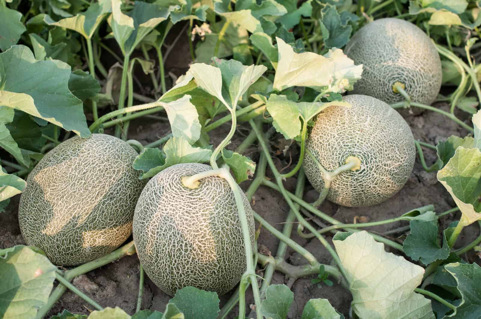 Post Harvesting Management in Muskmelon