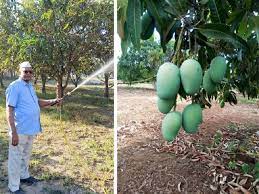 Organic Farmer Velji Bhai