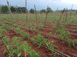 Water Management in Tomato