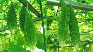 Bitter Gourd Cultivation