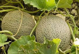 Water Management in Muskmelon