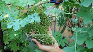 Bittergourd Harvesting