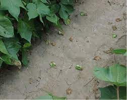 Bud and Boll Shedding in Cotton