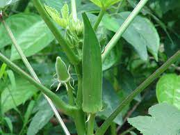 Bendi Cultivation