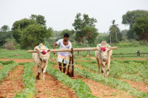 Cotton Cultivation