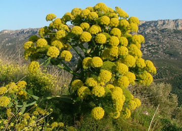 Asafoetida Health Benefits