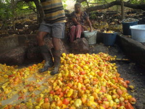 Cashew Feni Making