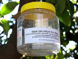 Fruit Fly Management 