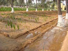 Water Management in Coconut