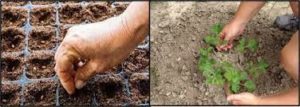 Watermelon Sowing