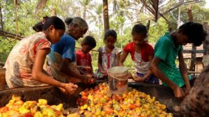 Cashew Feni