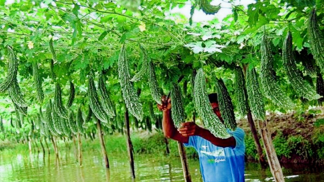 Bittergourd Harvesting