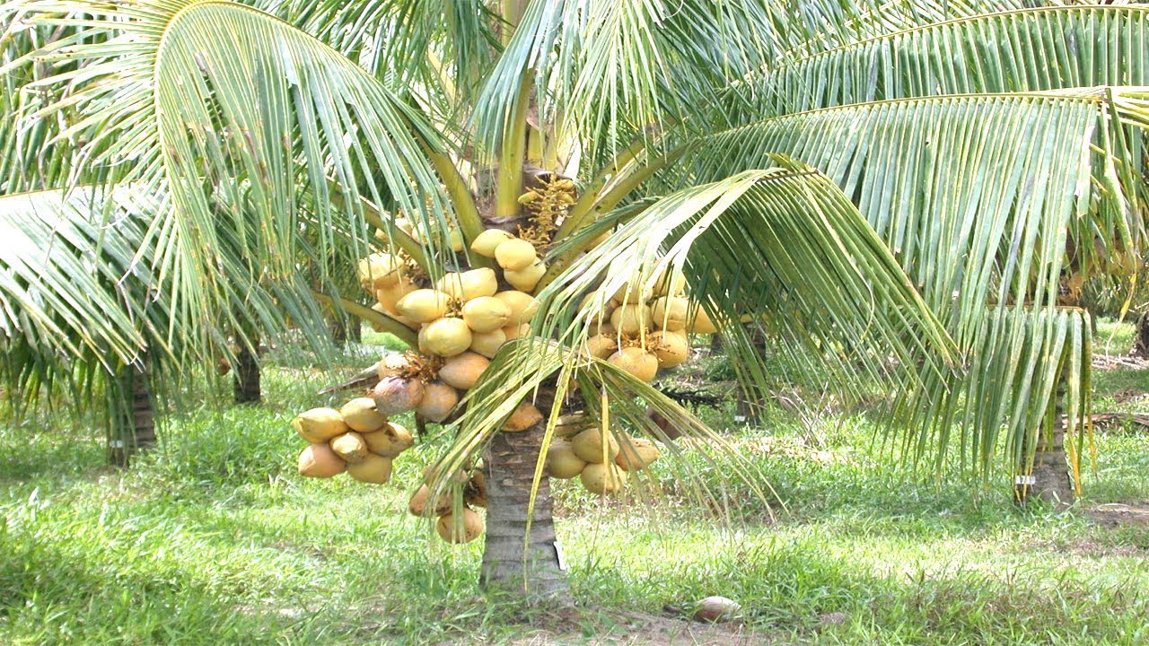 Water Management in Coconut