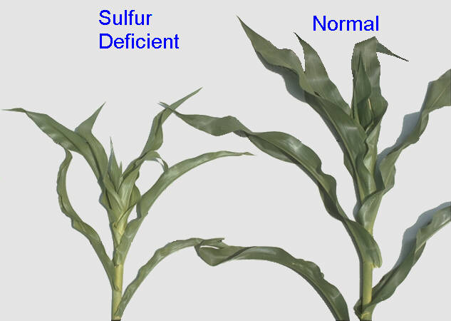 Sulphur Deficiency 